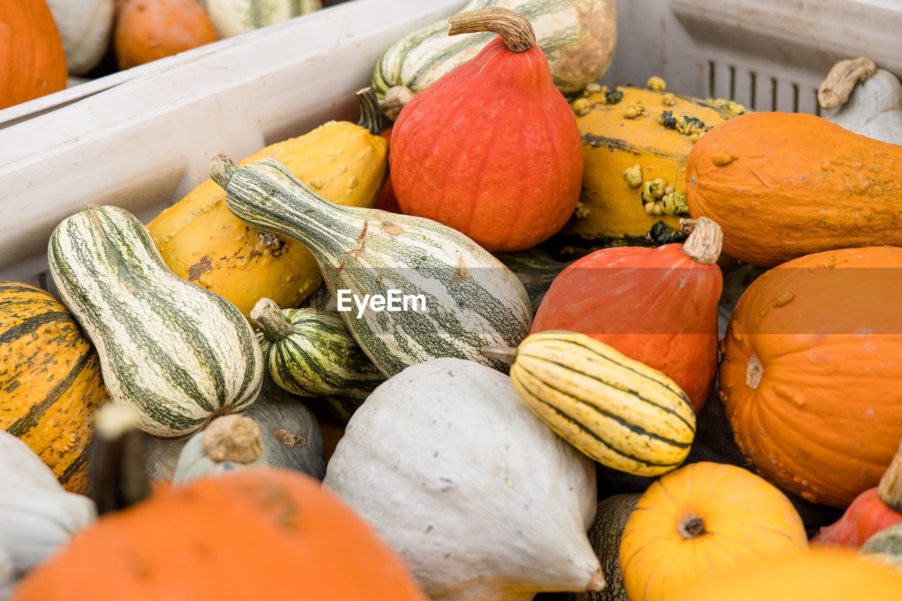 food and drink, food, healthy eating, freshness, vegetable, pumpkin, wellbeing, winter squash, large group of objects, variation, market, orange color, produce, abundance, squash, organic, squash - vegetable, retail, plant, fruit, gourd, no people, agriculture, multi colored, market stall, day, still life, high angle view, outdoors, business, raw food, autumn, business finance and industry, container, farmer's market, for sale, close-up, nature