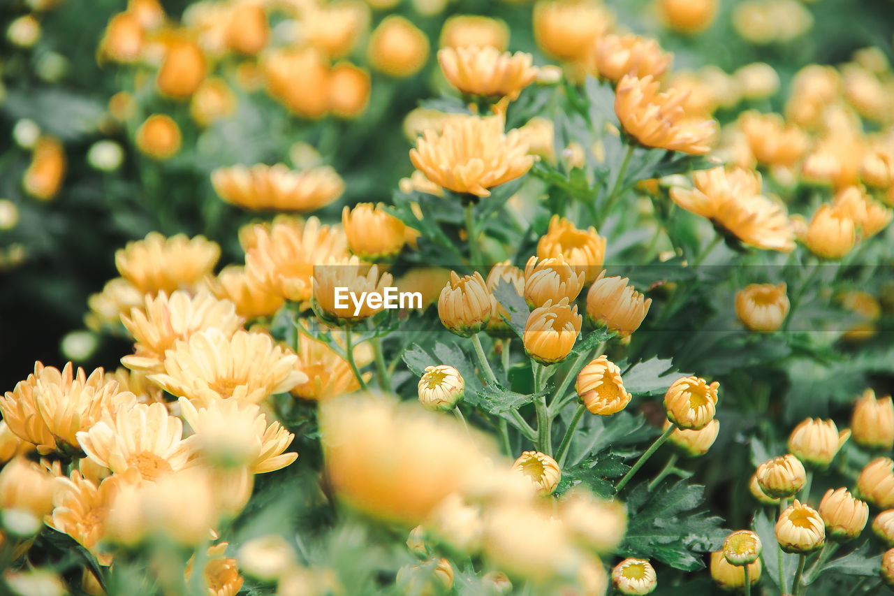 Close-up of yellow flowering plants on field