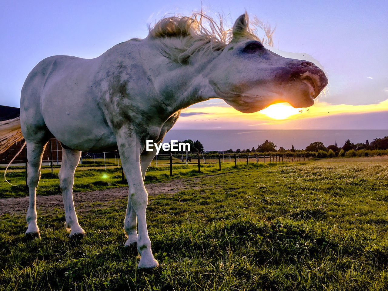 Horse standing on field against sky during sunset