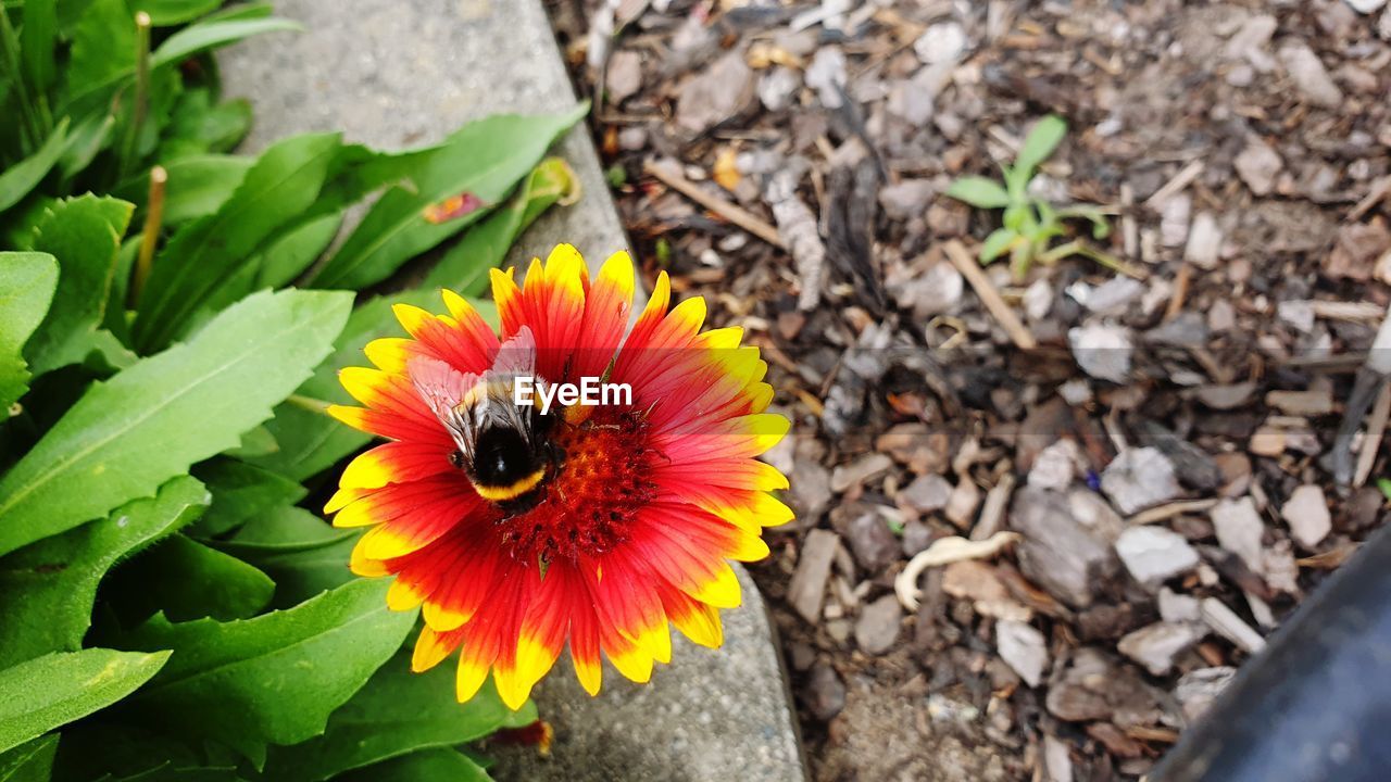 CLOSE-UP OF BEE POLLINATING FLOWER