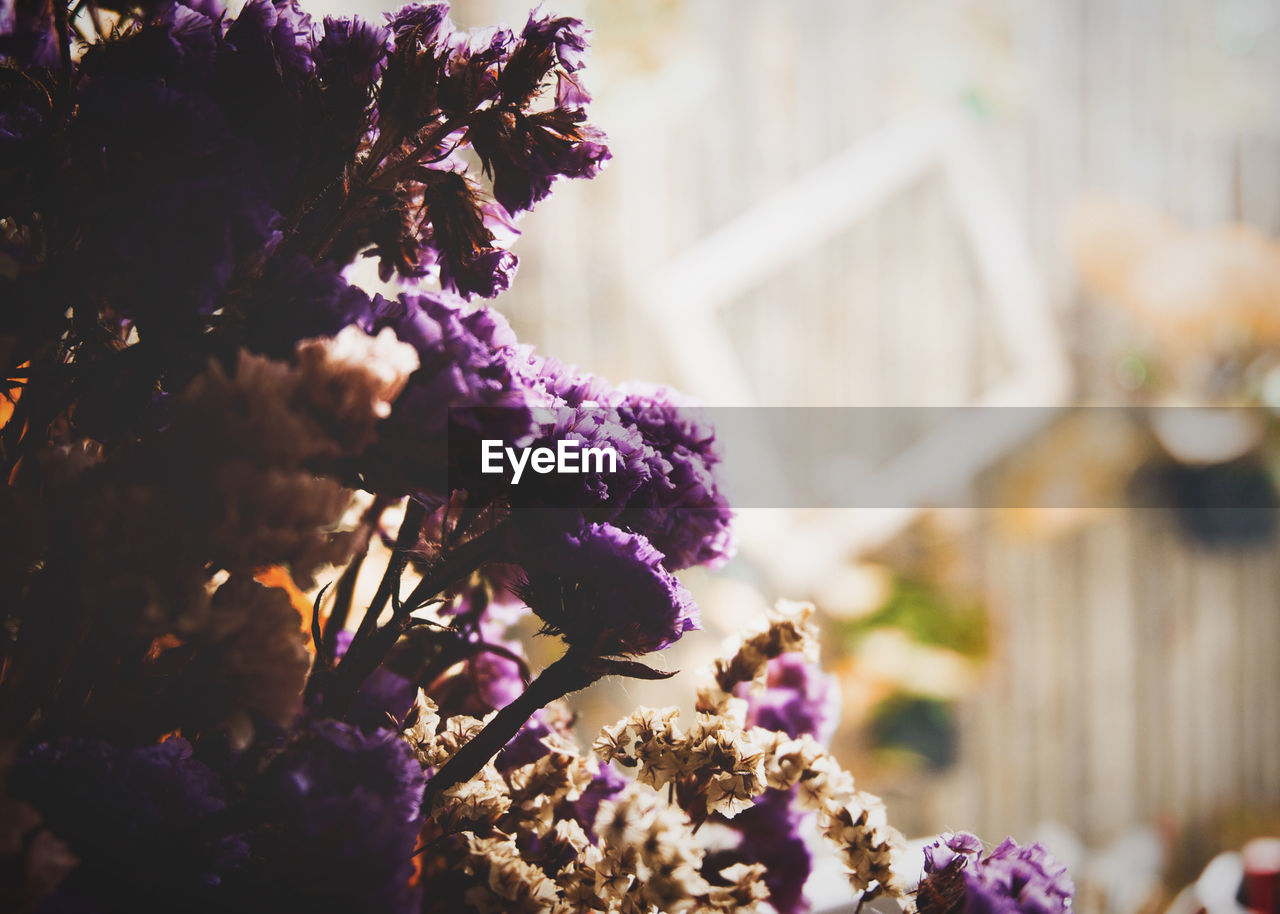 Close-up of purple flowering plant