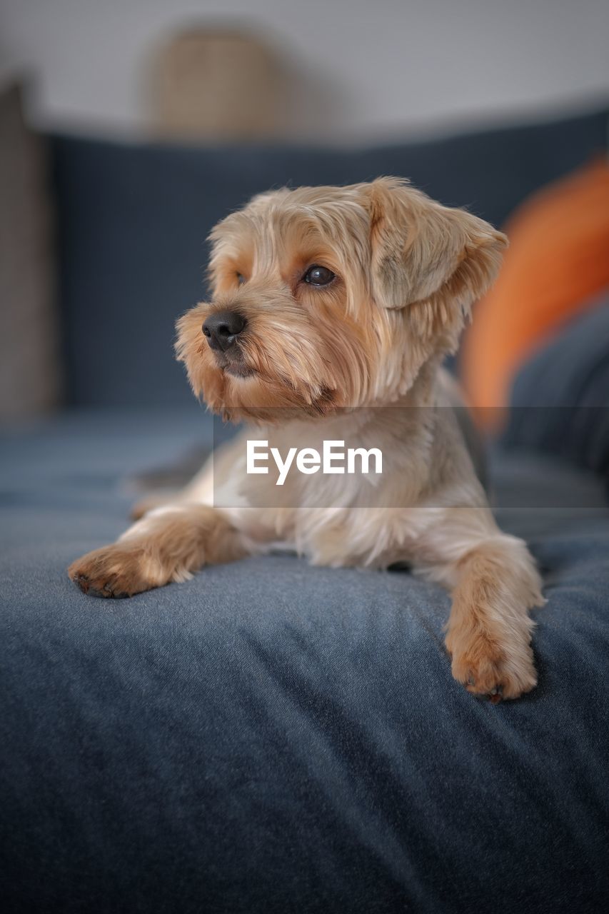 Portrait of dog sitting on sofa at home