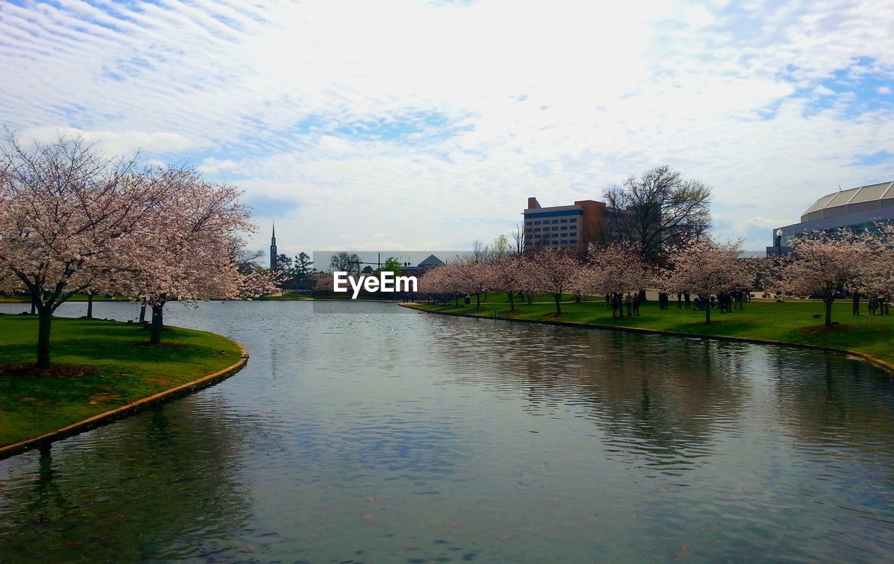 Lake amidst cherry trees in park against sky