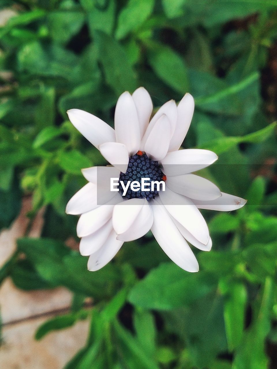 CLOSE-UP OF WHITE DAISY FLOWER