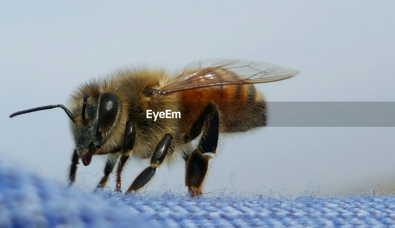 Close-up of honeybee on fabric