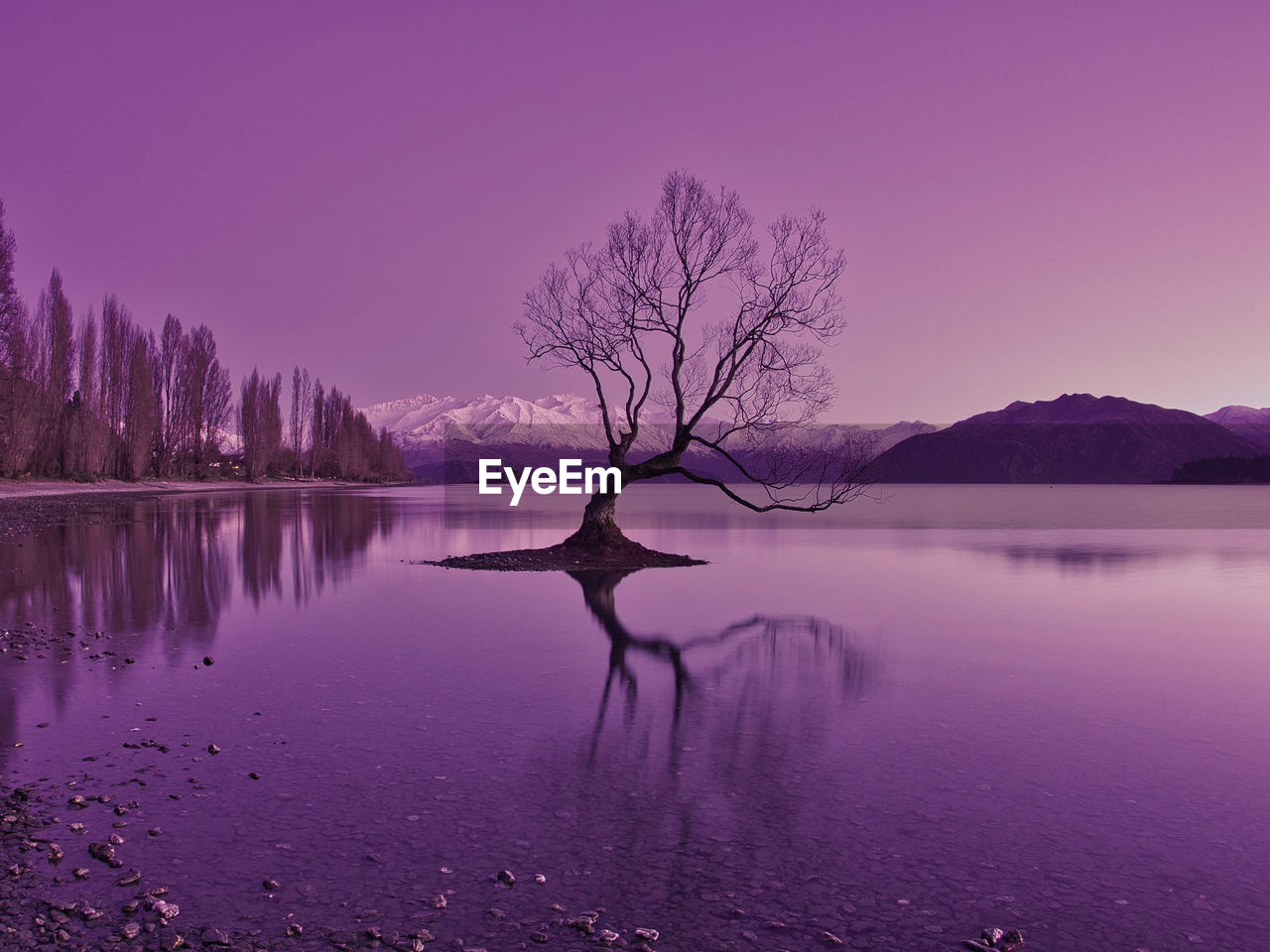 Bare tree by lake against sky during sunset