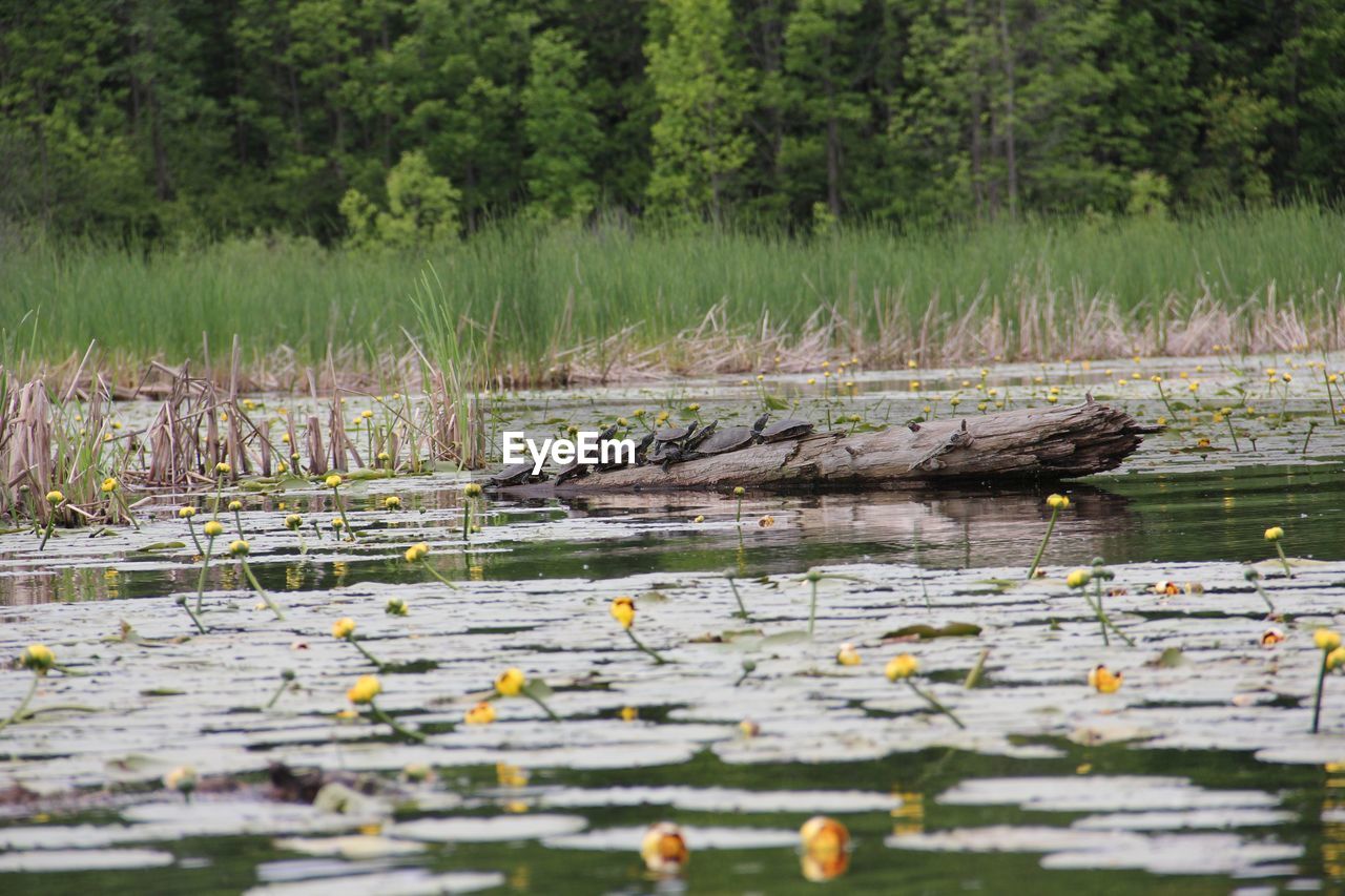 PLANTS IN LAKE