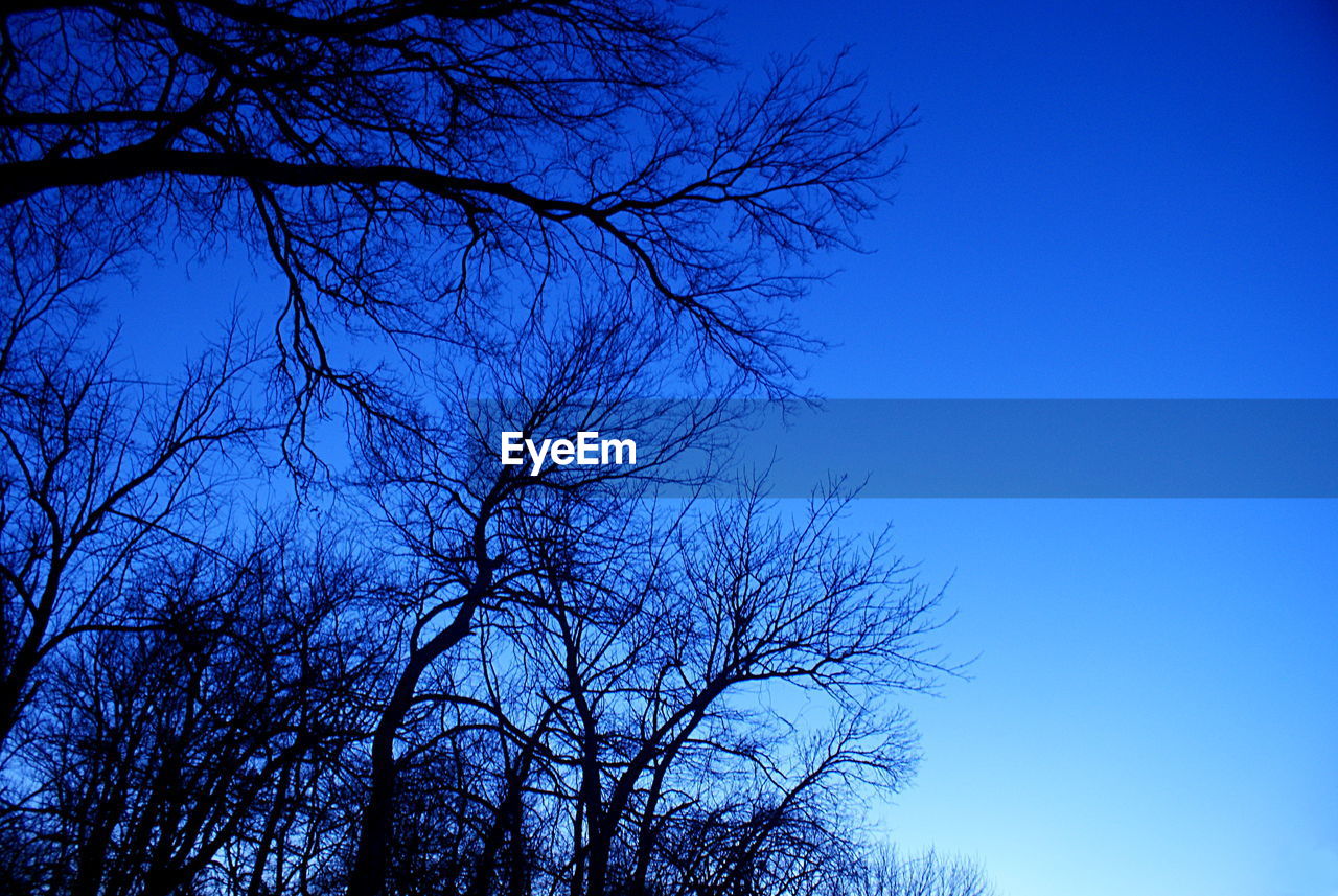 LOW ANGLE VIEW OF SILHOUETTE BARE TREE AGAINST CLEAR BLUE SKY