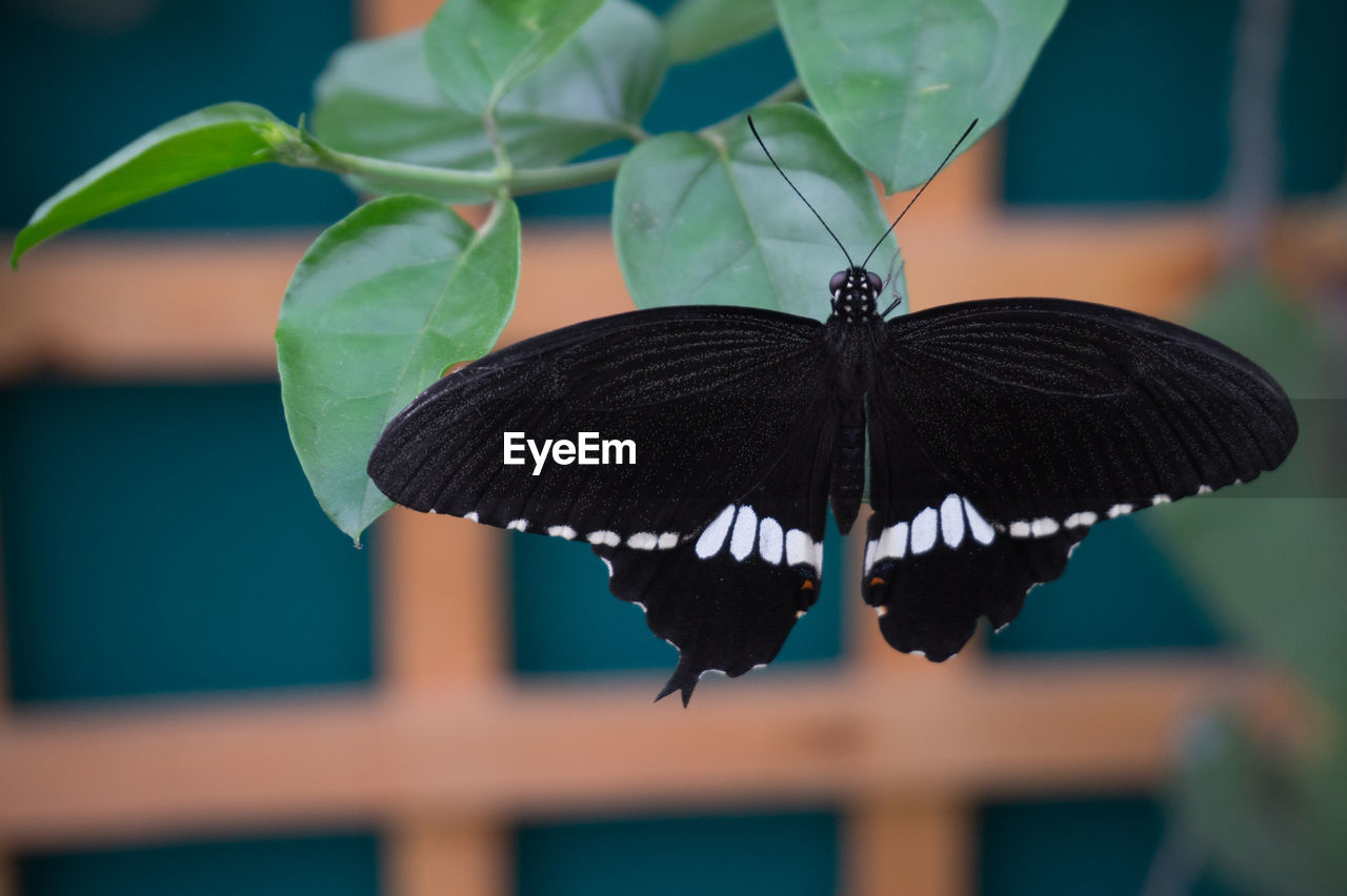 CLOSE-UP OF BUTTERFLY ON PLANT