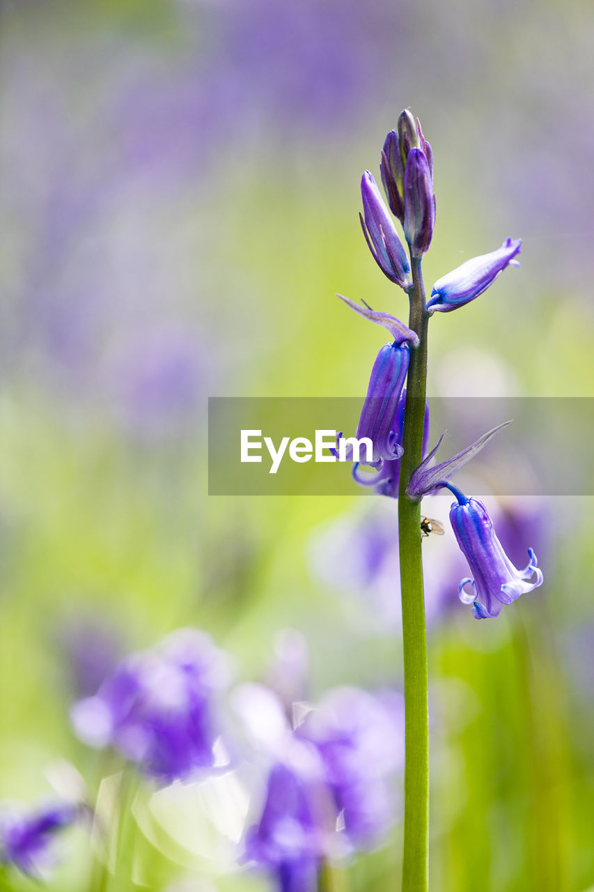 English spring bluebells at vincent's wood in freeland, oxfordshire