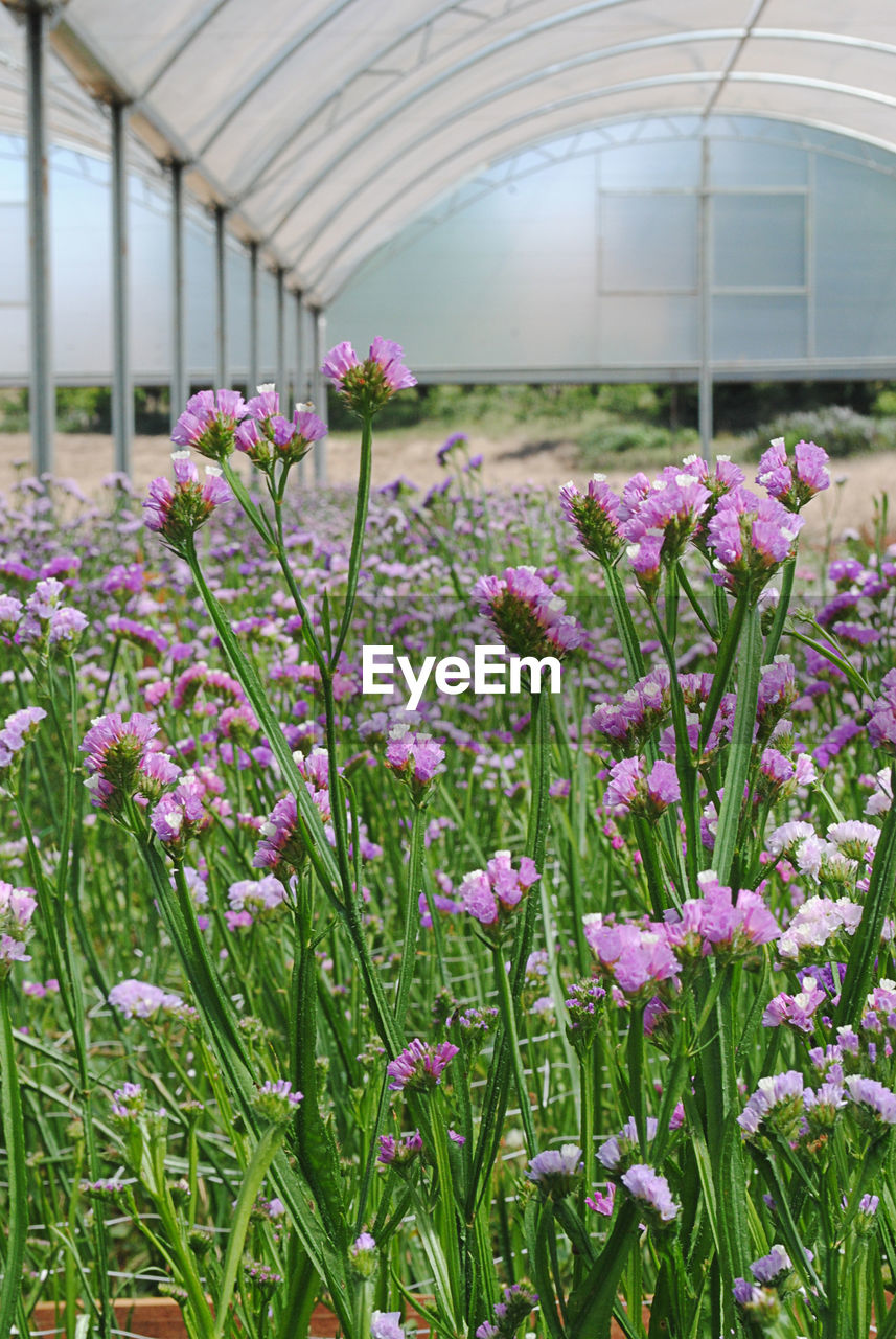 PURPLE FLOWERS BLOOMING IN GREENHOUSE