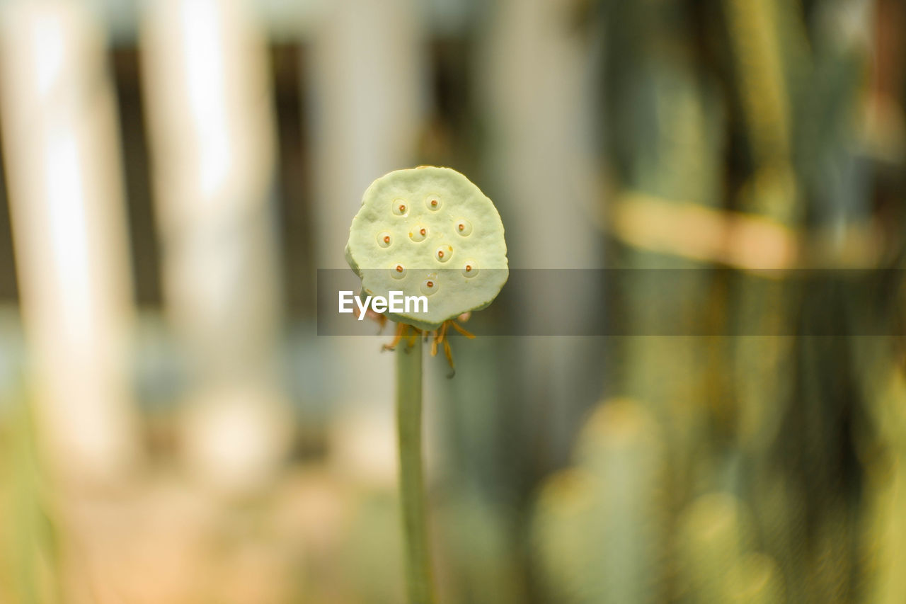 Close-up of white flowering plant