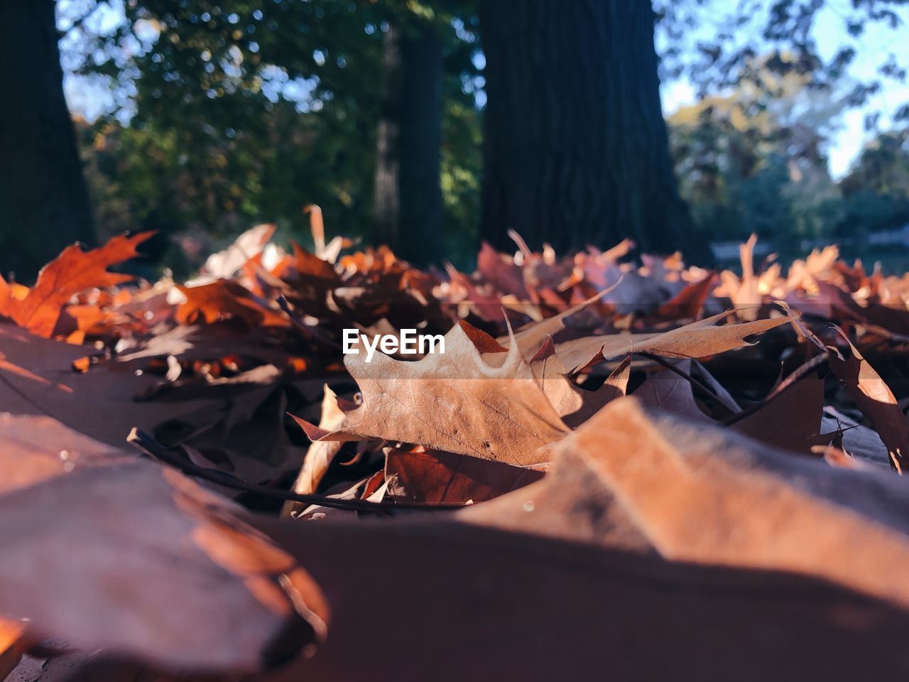 Close-up of autumn leaves on fallen tree