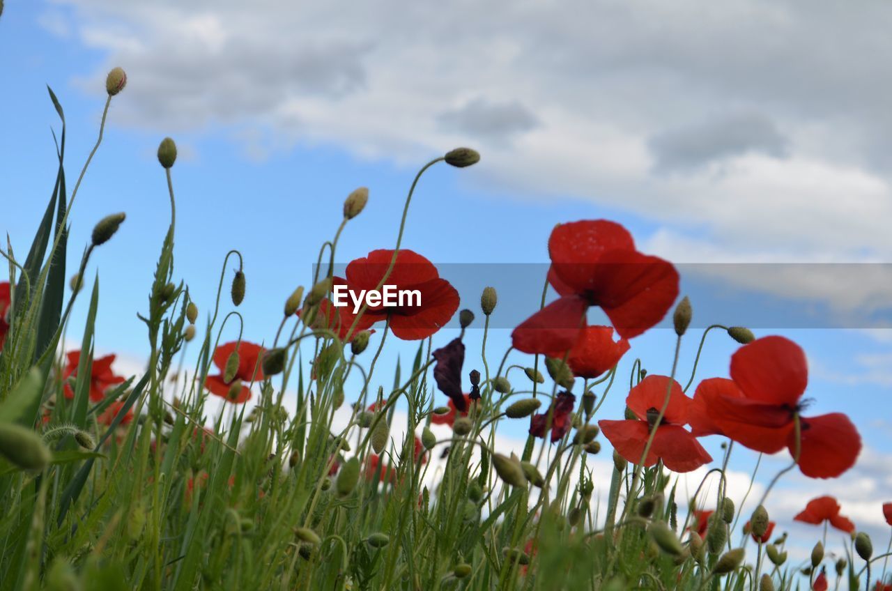 CLOSE-UP OF POPPY FLOWERS BLOOMING IN FIELD