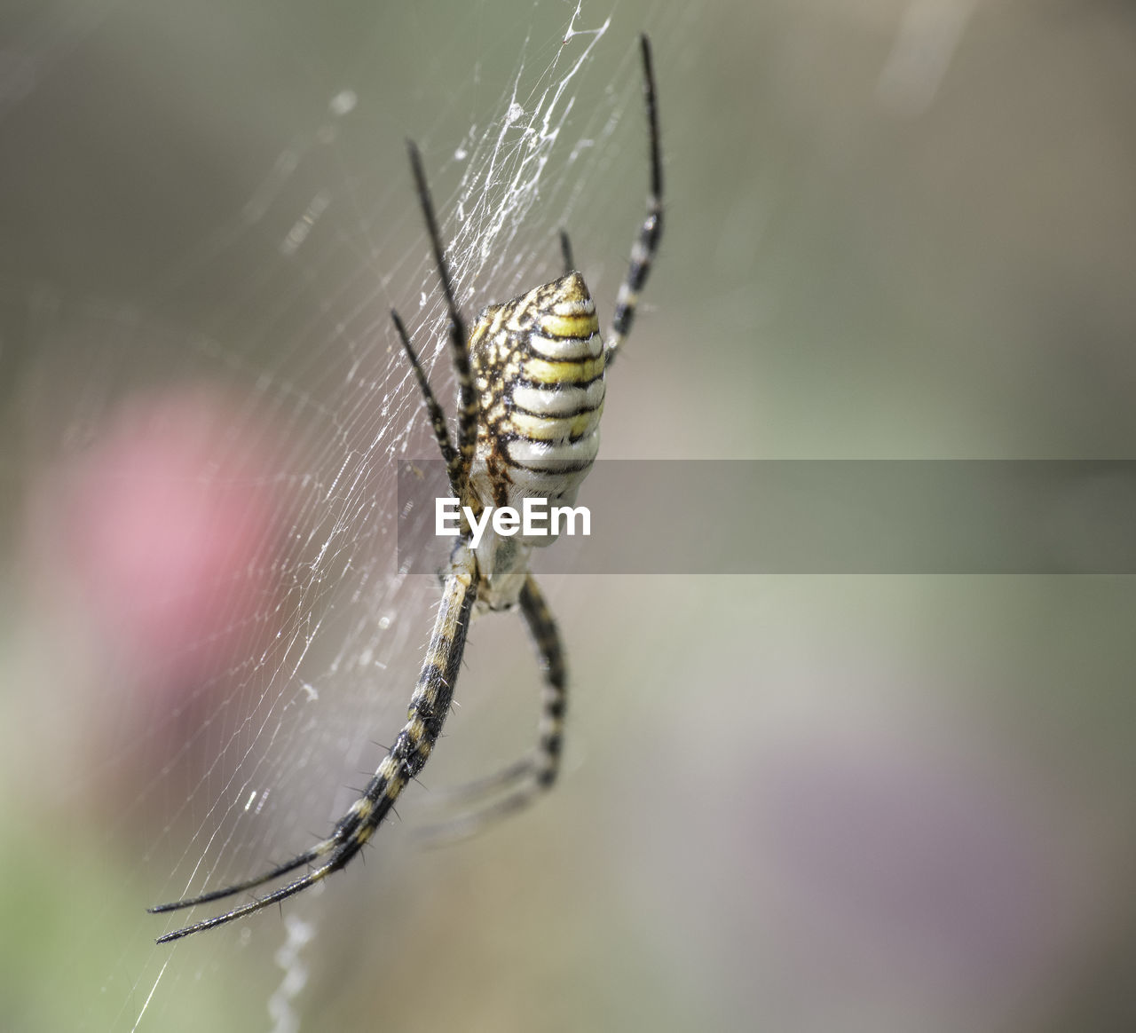SPIDER ON WEB