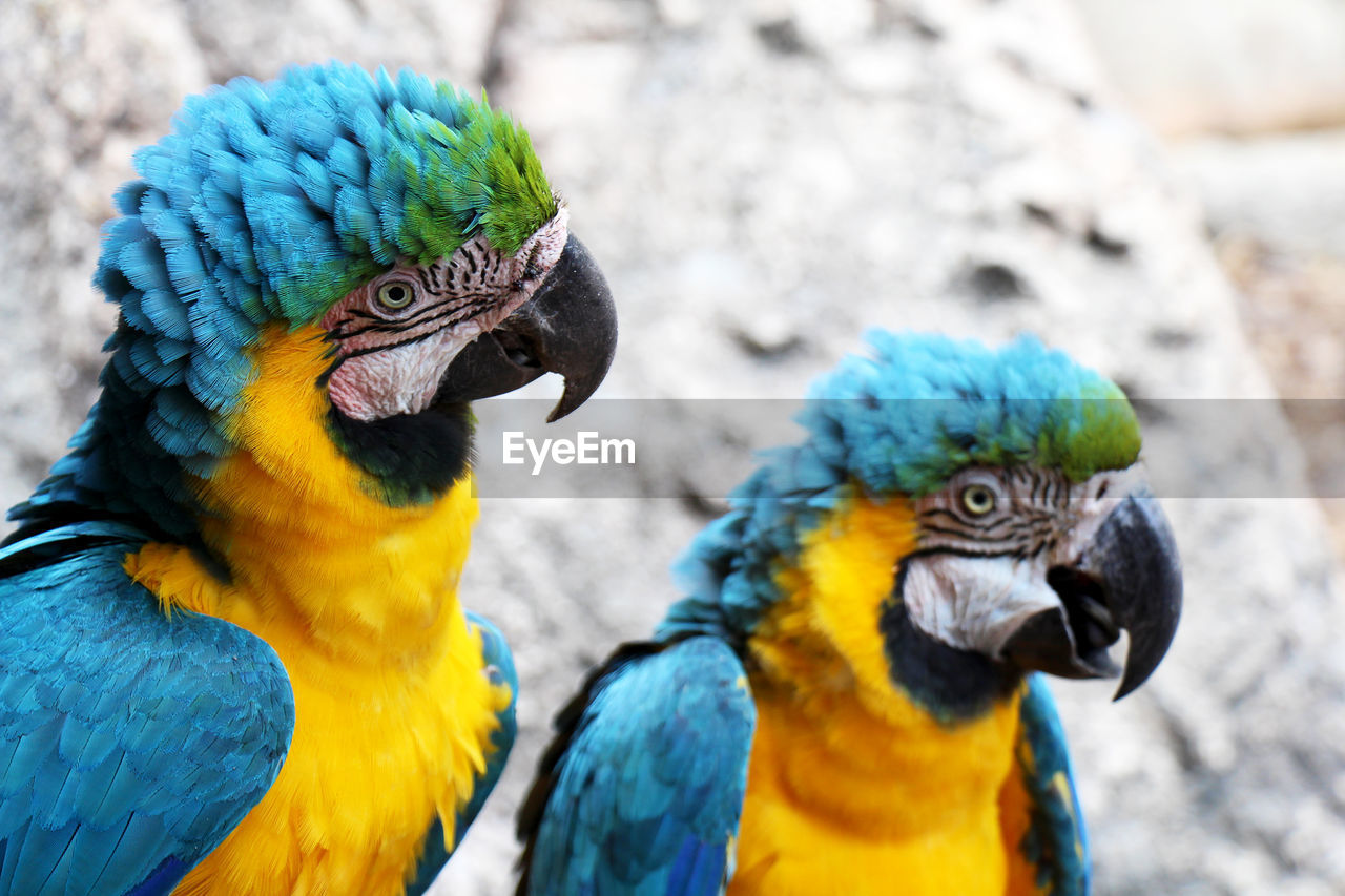 Pair of captive blue-and-gold macaws - ara ararauna - in florida.