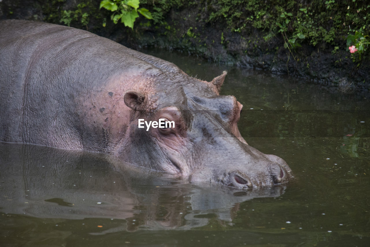 Hippo soaking in water