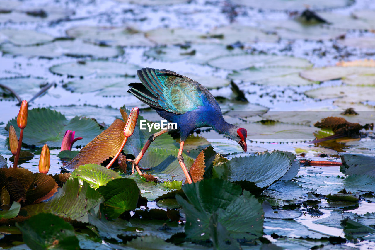 Close-up of exotic bird on water lilies