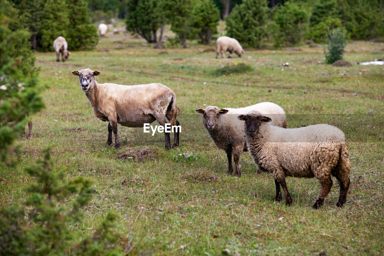 Sheep grazing on field.
