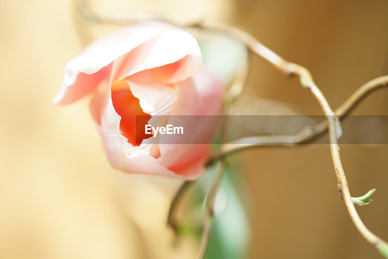 Close-up of rose against blurred background