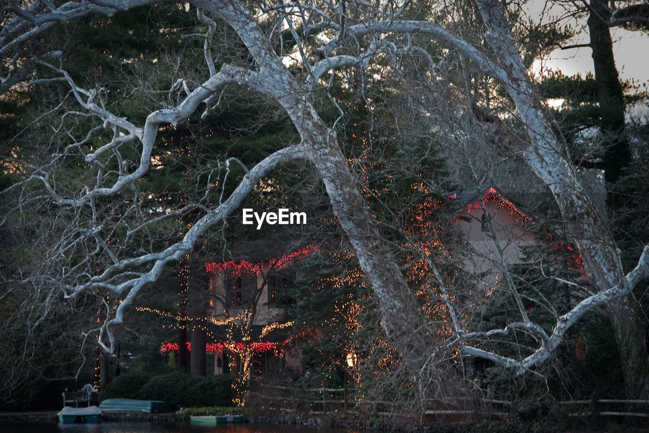 BARE TREES IN THE DARK