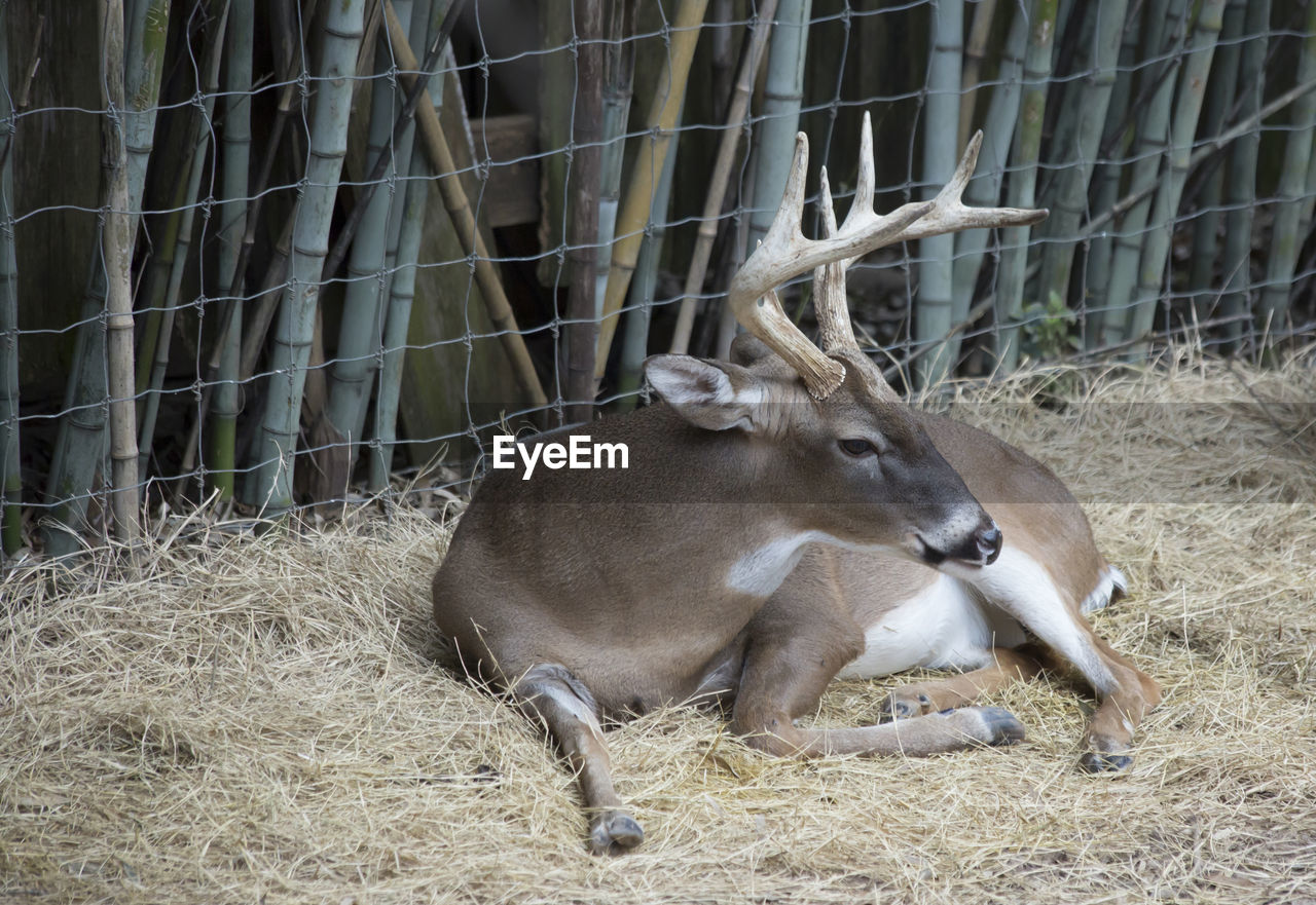 DEER ON THE FIELD