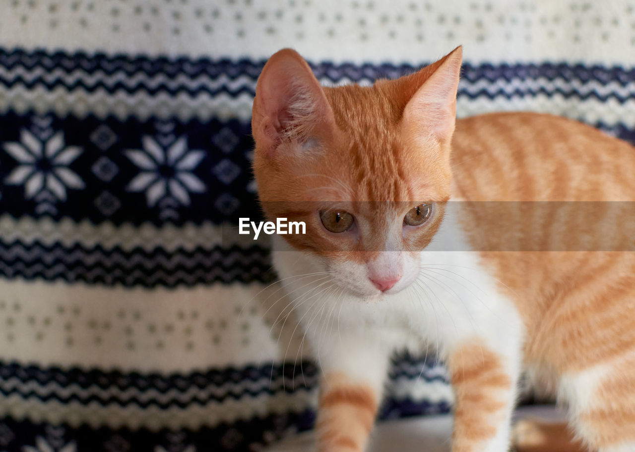 CLOSE-UP PORTRAIT OF CAT