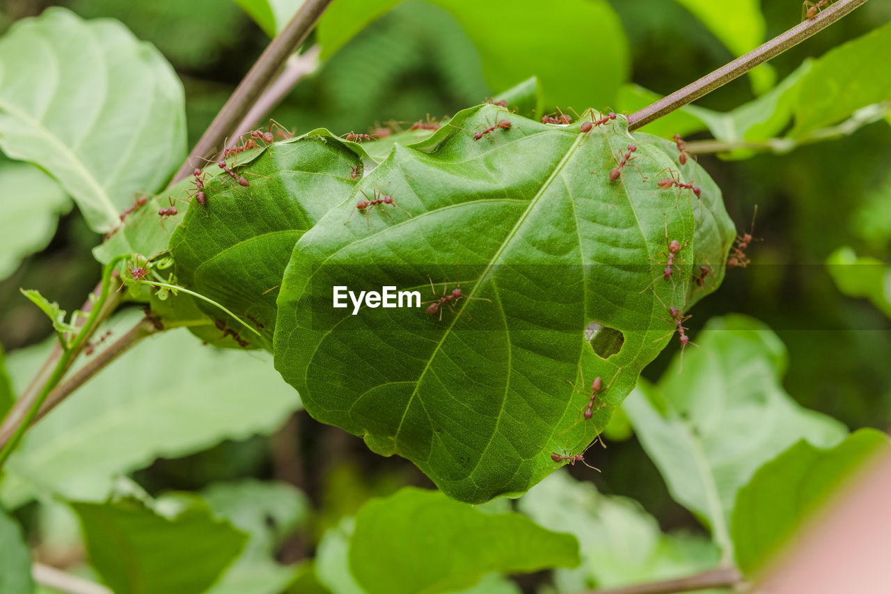 Close-up of green leaves on plant