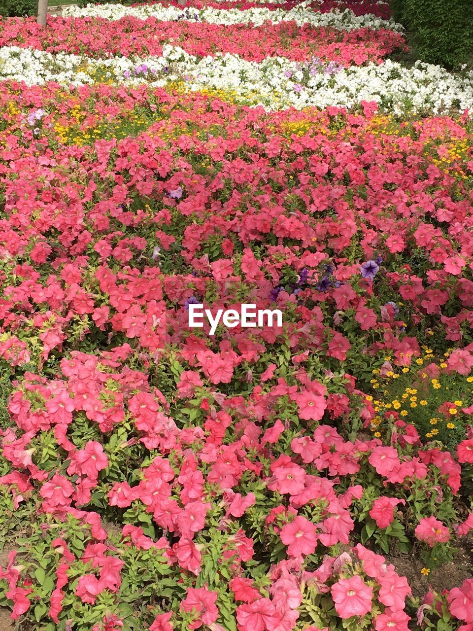 FULL FRAME SHOT OF PINK FLOWER PETALS