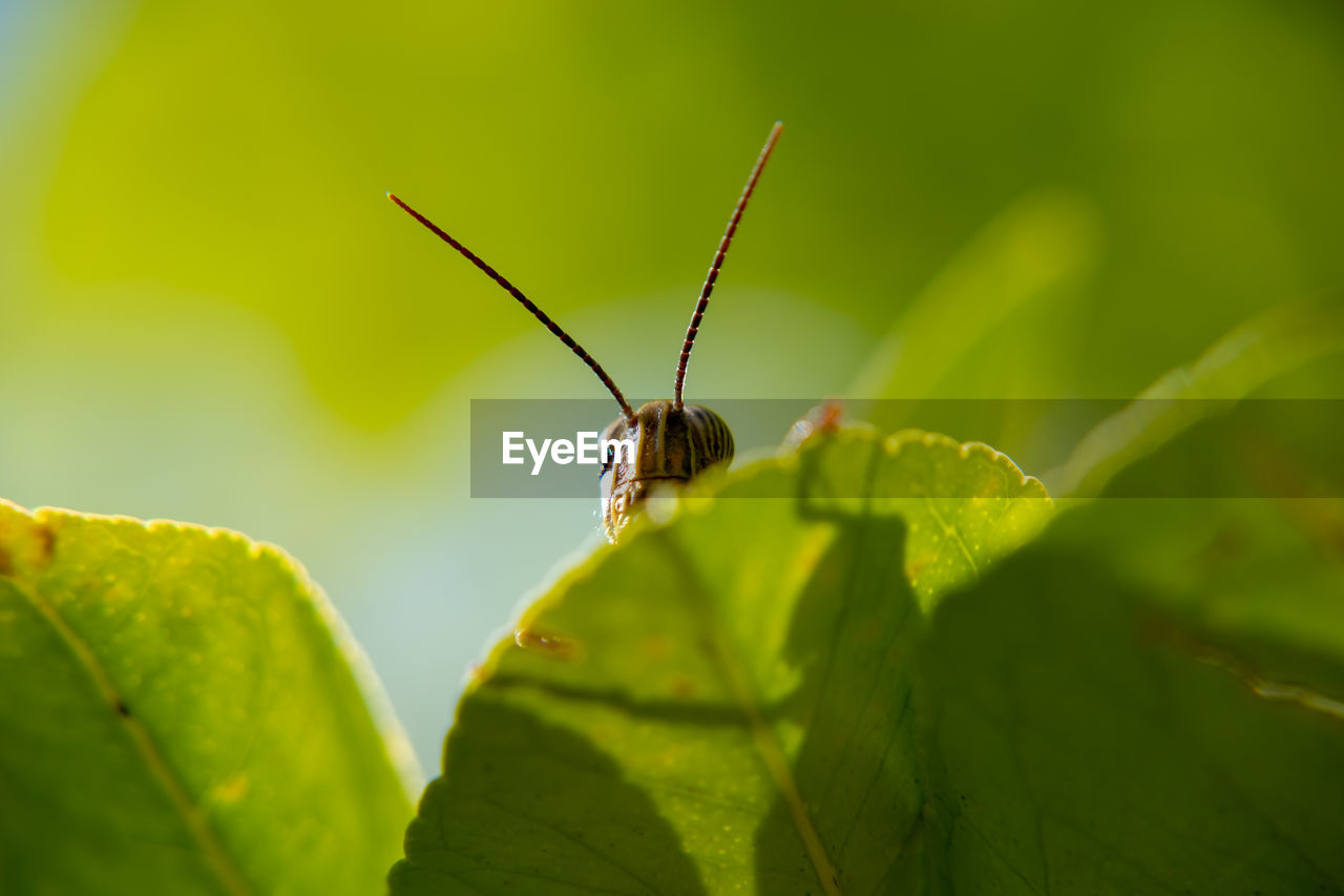 BUTTERFLY ON GREEN LEAF