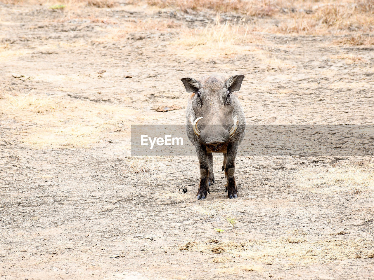 Warthog,a very forgetful animal.