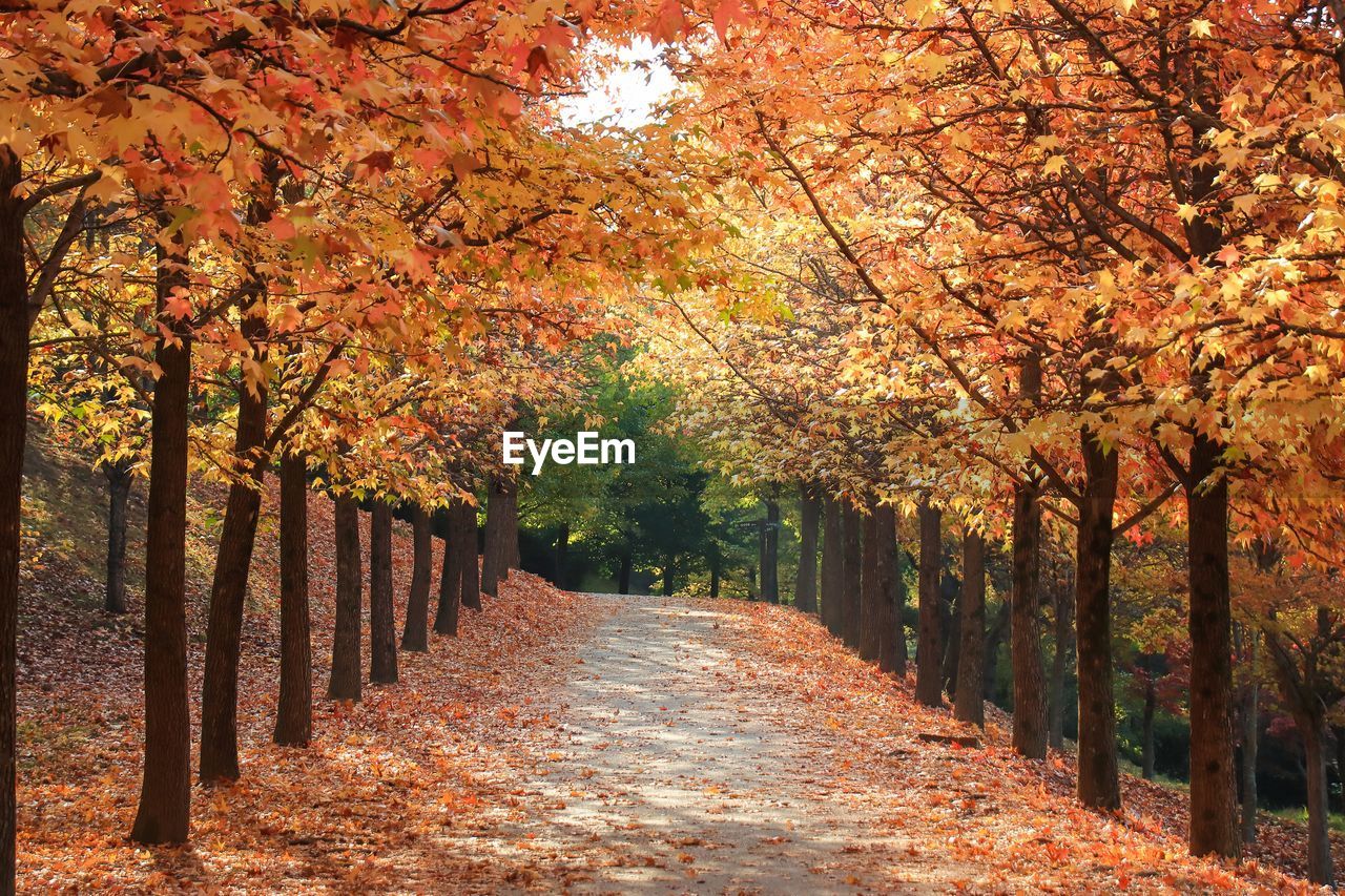 Footpath amidst trees during autumn