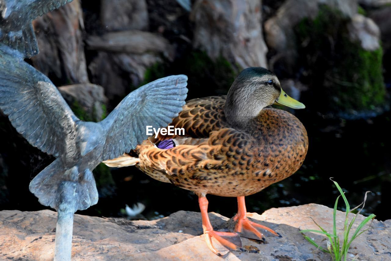 CLOSE-UP OF MALLARD DUCK