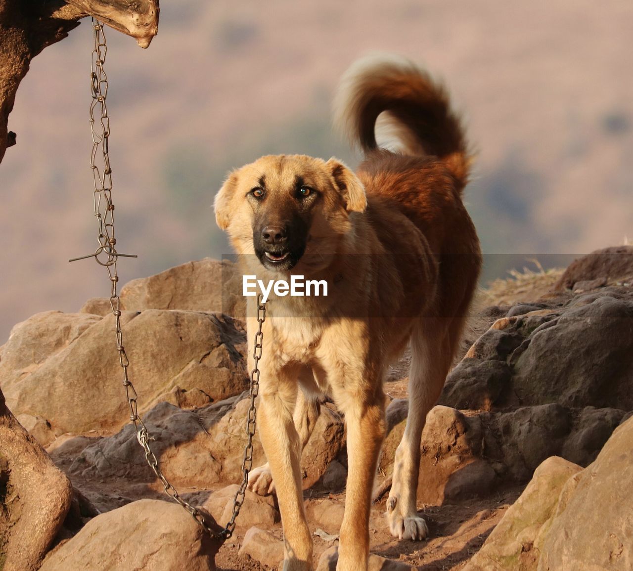 LION STANDING IN A ROCK