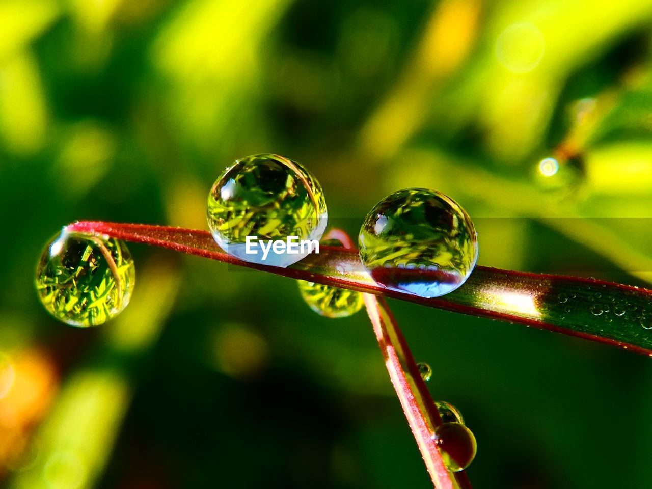 CLOSE-UP OF WATER DROPS ON LEAF