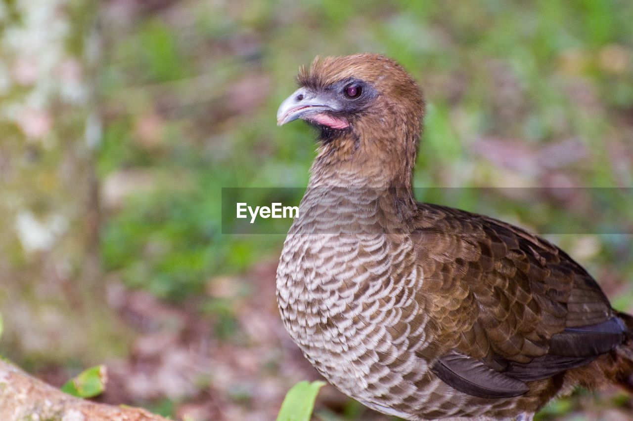 CLOSE-UP OF A BIRD ON FIELD