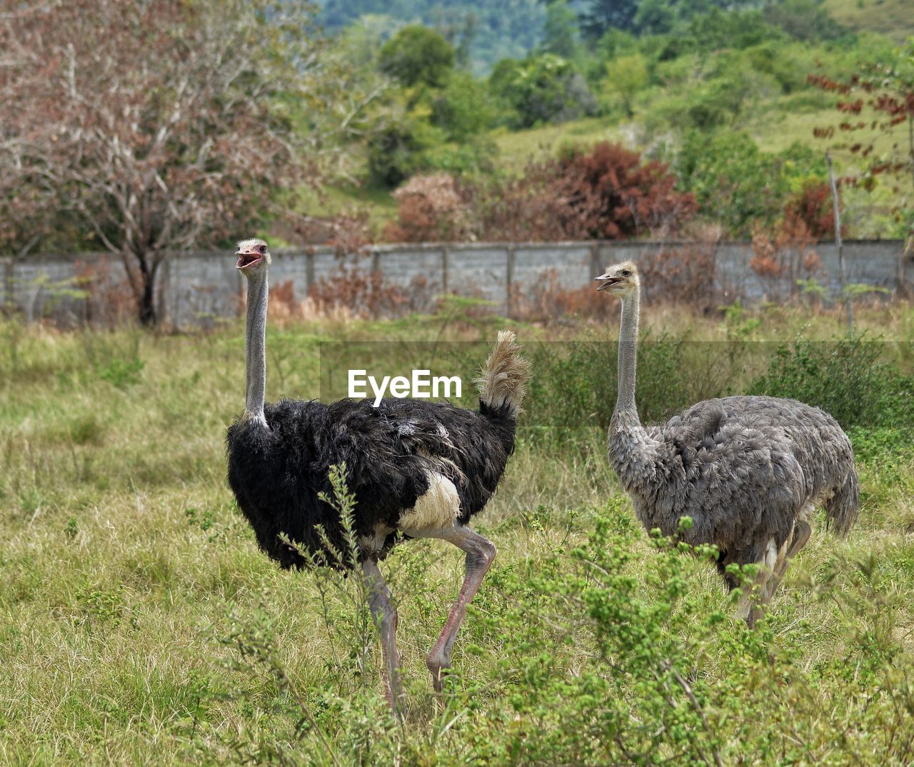 SHEEP STANDING ON GRASSLAND