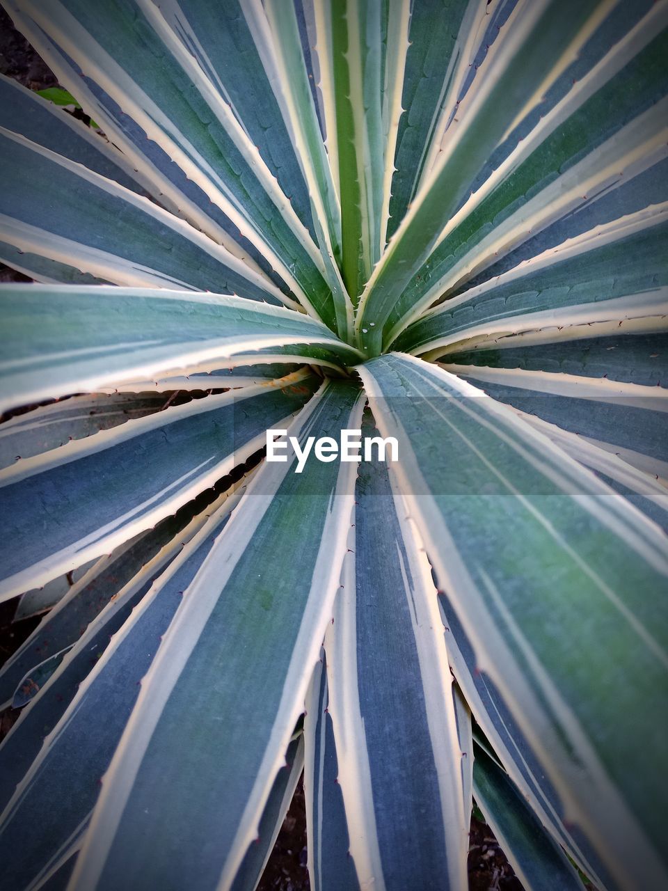 HIGH ANGLE VIEW OF PLANT OUTDOORS