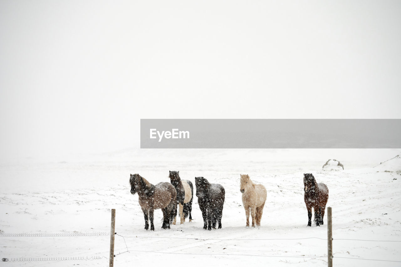 Herd of horses on farm in winter
