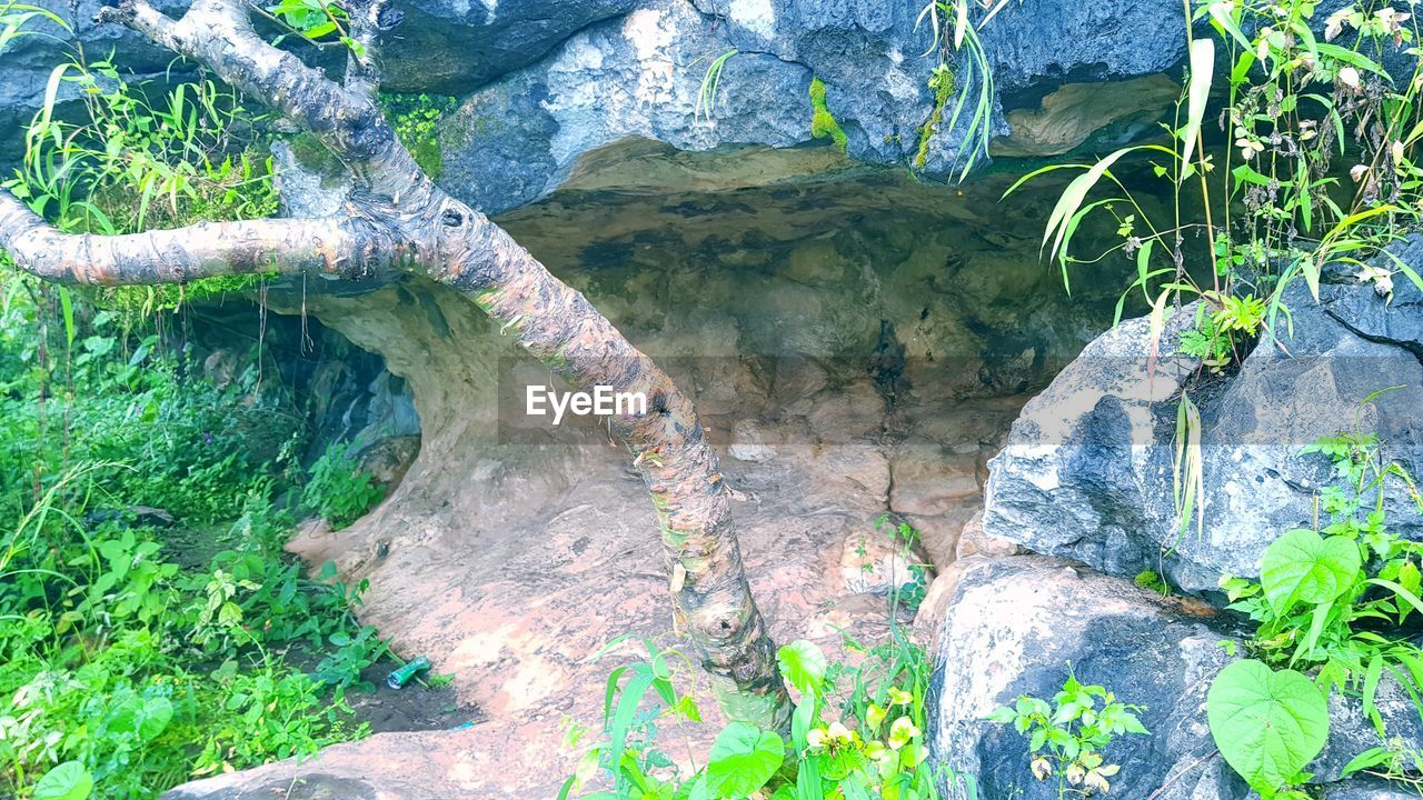 HIGH ANGLE VIEW OF ROCKS IN FOREST