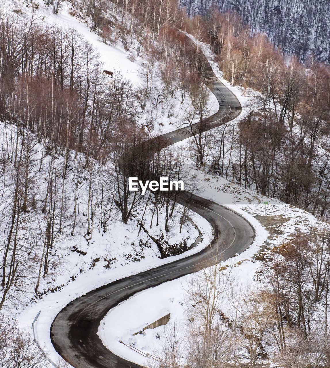 Snow covered road by trees during winter