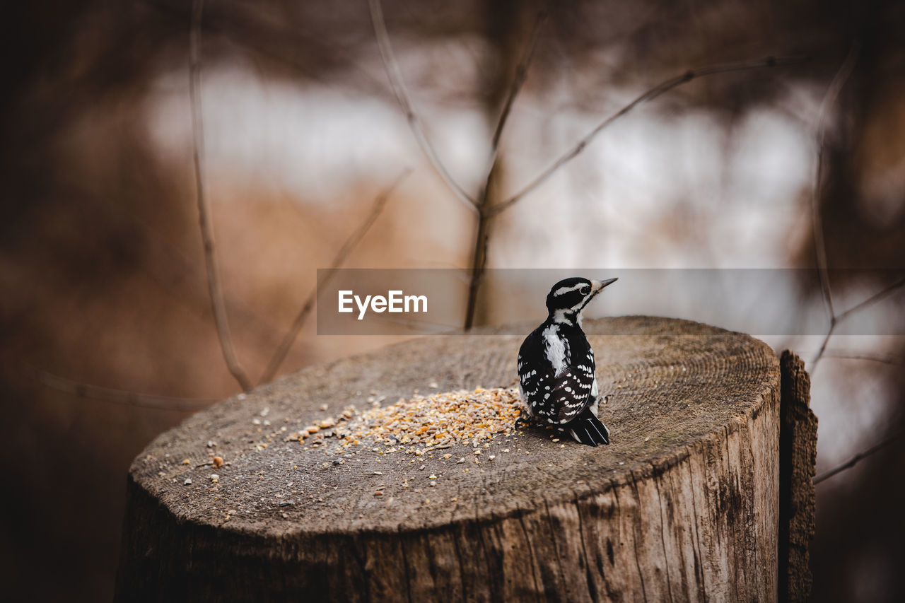 Woodpecker on tree stump 