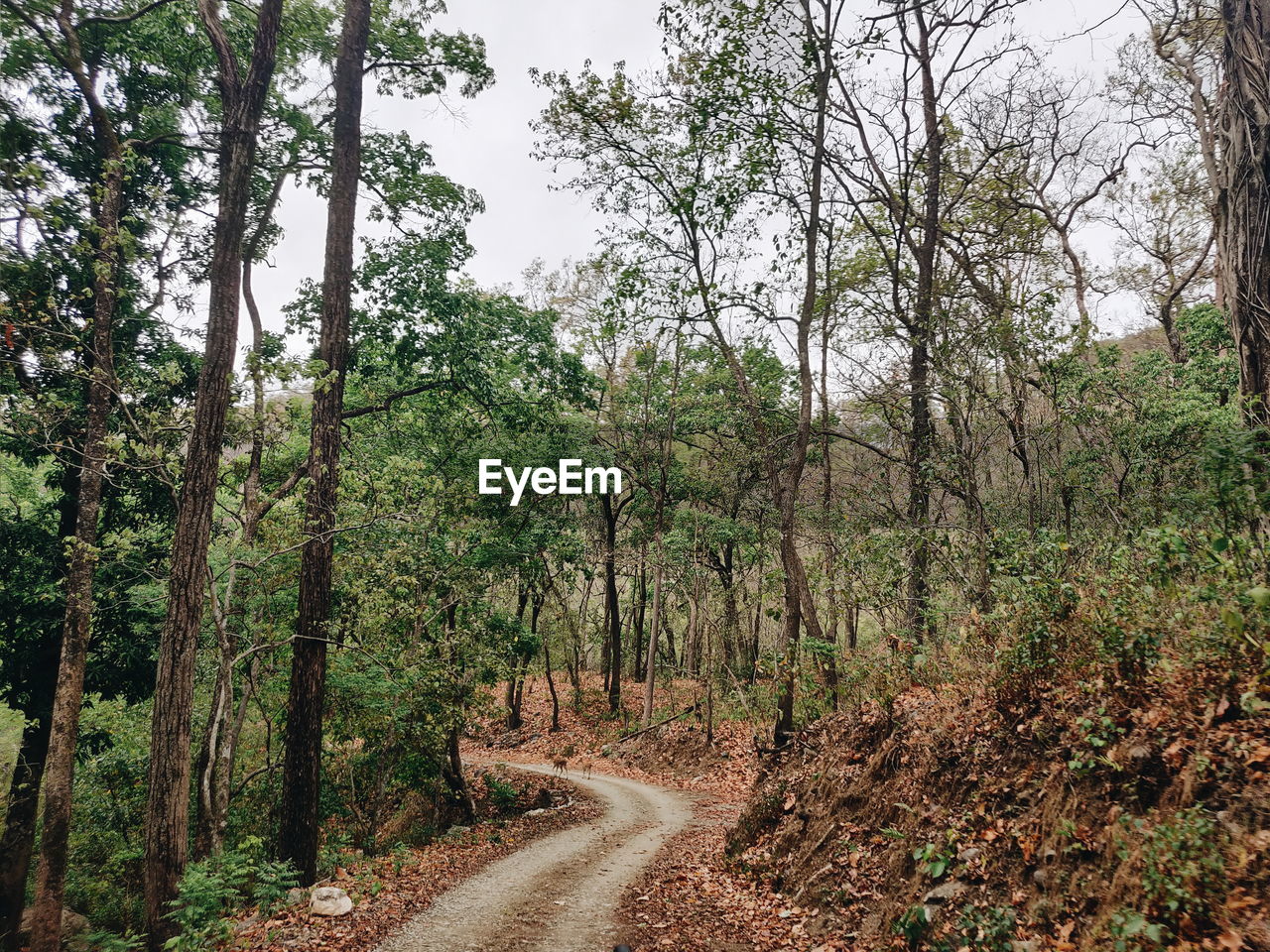 TREES GROWING IN FOREST