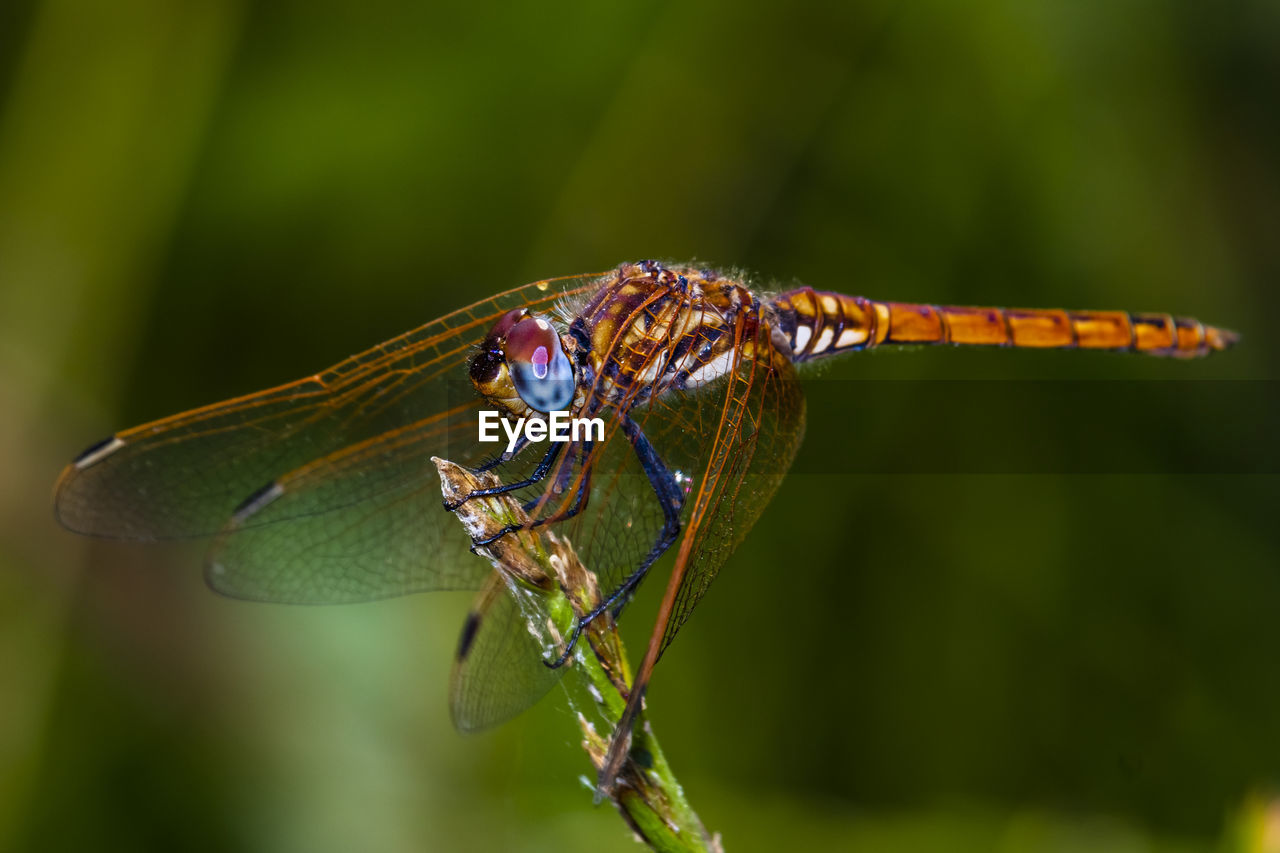 Macro-photo of a beautiful dragonfly 