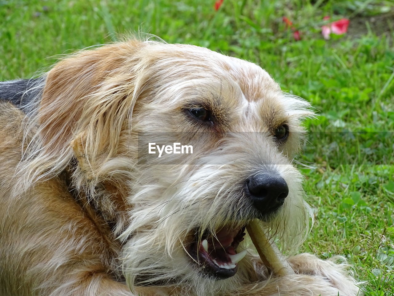 Close-up portrait of a dog