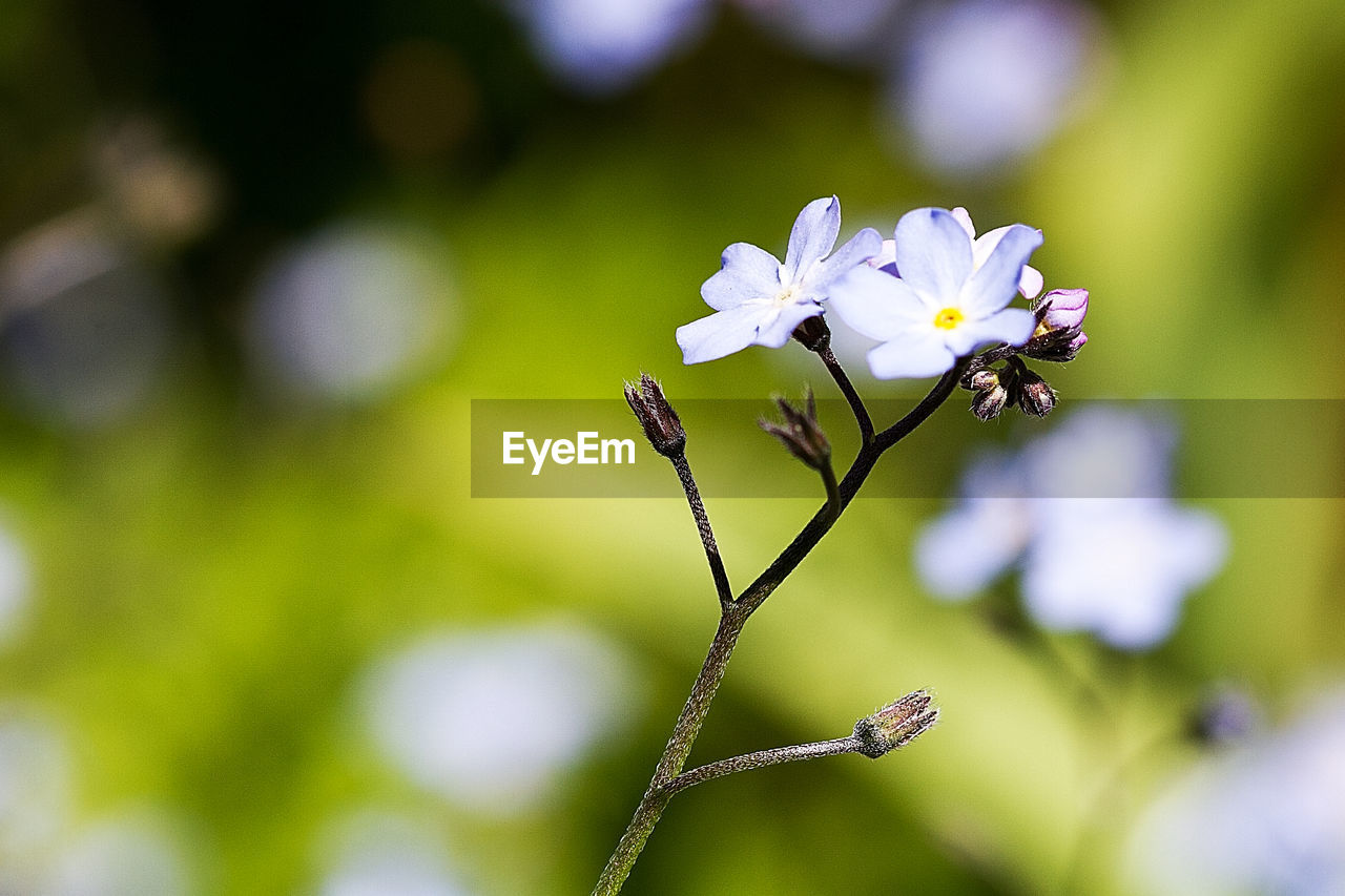 CLOSE-UP OF WHITE FLOWERS