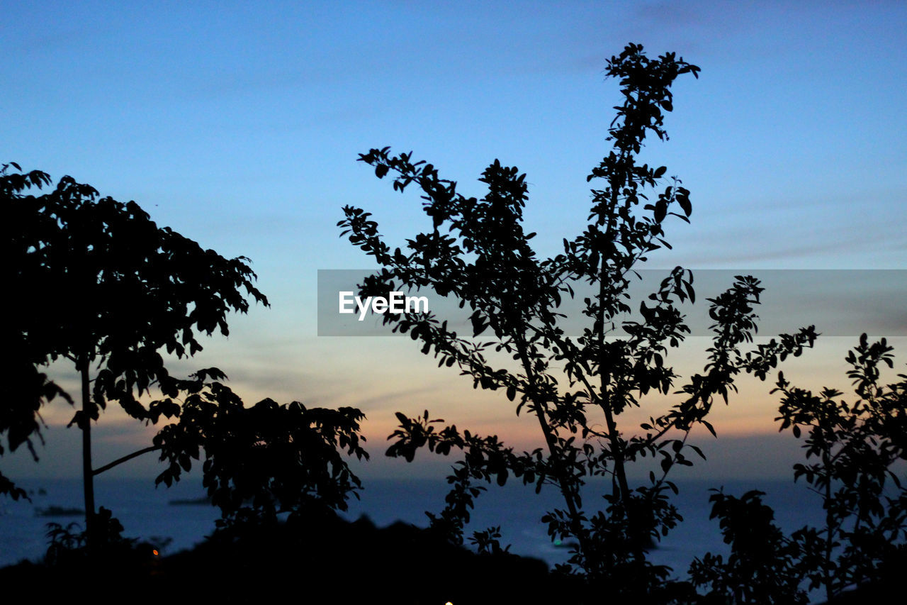 LOW ANGLE VIEW OF SILHOUETTE TREE AGAINST SKY AT SUNSET