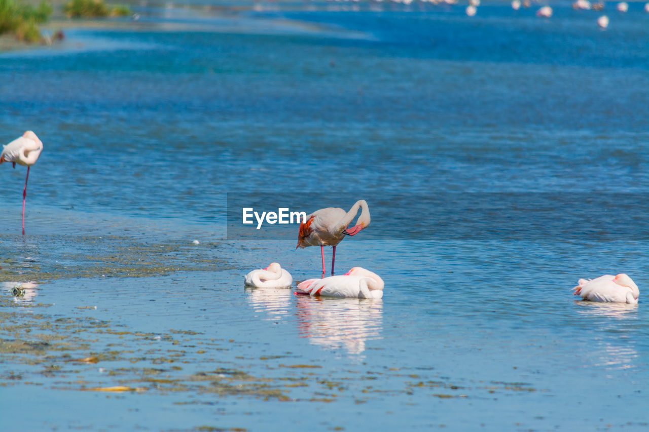 VIEW OF DUCKS IN LAKE