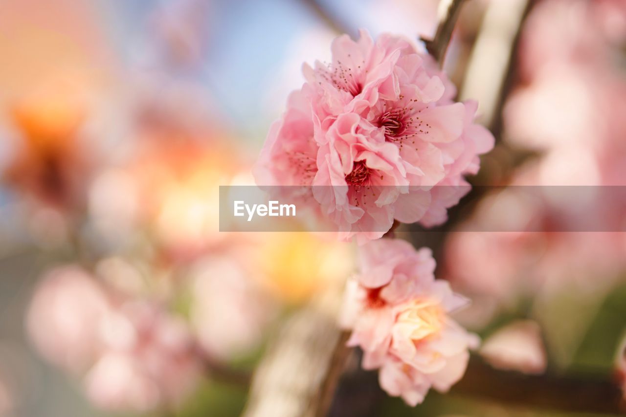 Close-up of pink cherry blossoms