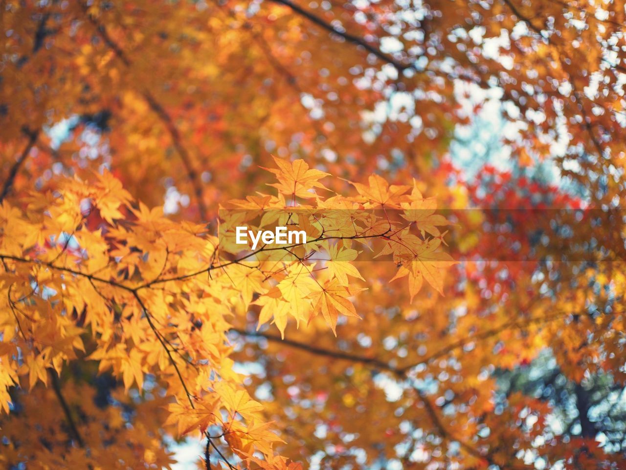 LOW ANGLE VIEW OF MAPLE LEAVES ON TREE